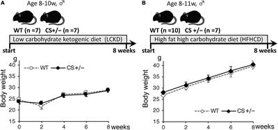 Citrate Synthase Insufficiency Leads to Specific Metabolic Adaptations in the Heart and Skeletal Muscles Upon Low-Carbohydrate Diet Feeding in Mice